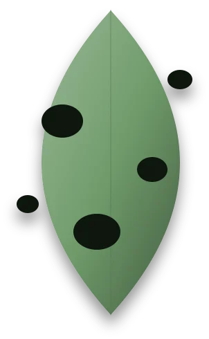 A broad leaf with several round holes chewed through it, where the background shows through.