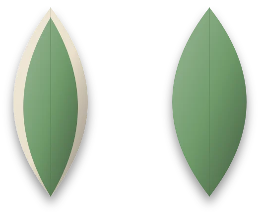Two leaves side by side: one with a cream edge and green centre, and one that has lost its markings and is plain green.