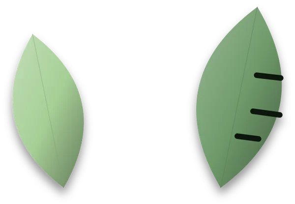 A new, unsplit leaf beside an older leaf with deep splits cut in from its edges.