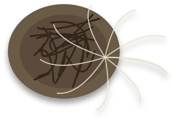 A root ball with soft, dark brown and black roots tangled together, next to a few pale, firm roots.
