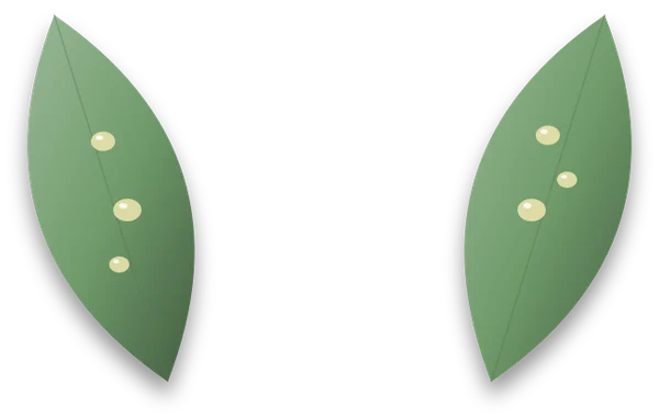 Leaves with shiny, sticky droplets of honeydew scattered over their surfaces.