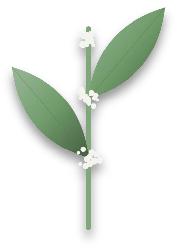 A stem with white woolly fluff clustered where the leaves join the stem.
