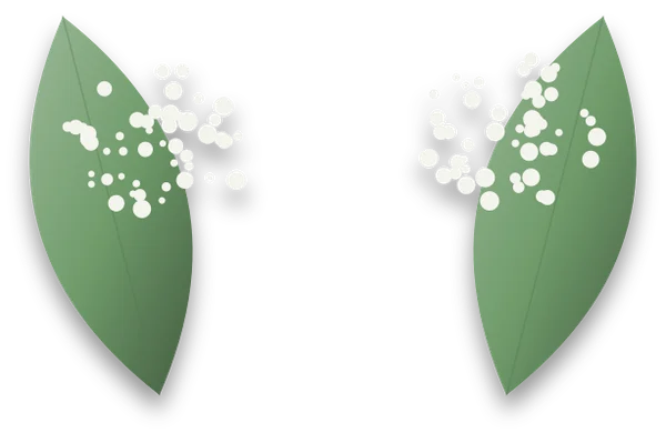 Two leaves dusted with a fine white powder across their upper surfaces.
