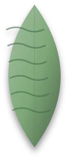 A leaf with fine wrinkles and folds across its surface, looking shrivelled.