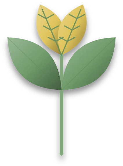 A growing tip with young leaves that are yellow between their green veins, while older leaves below stay green.