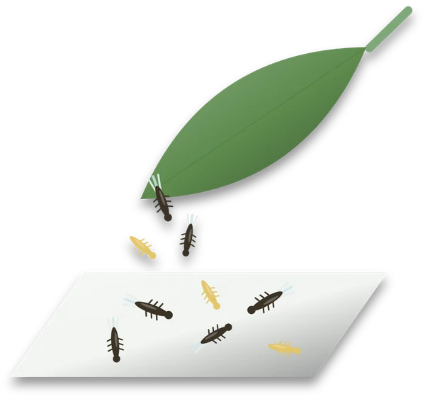 A leaf held above a sheet of white paper, with tiny slender dark thrips dropping from it and lying on the paper below.