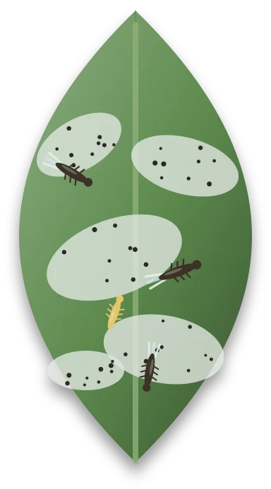 A broad leaf with dull silvery patches and tiny black specks across it, and a few slender dark thrips with fringed wings on its surface.