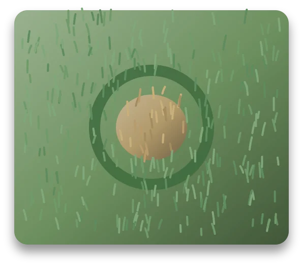 A lawn with a round tan centre, where the grass has died, ringed by a band of darker green grass.