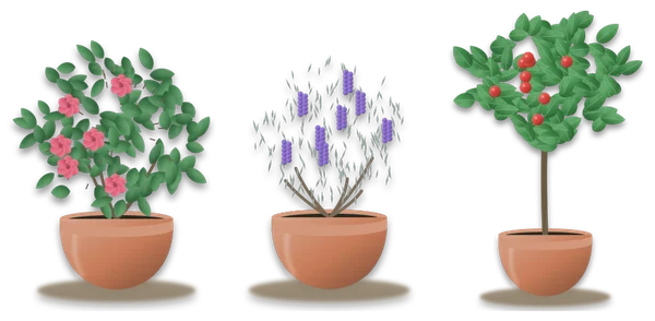 A rose in pink flower, a lavender in flower and a small apple tree with red fruit, each standing in a pot.