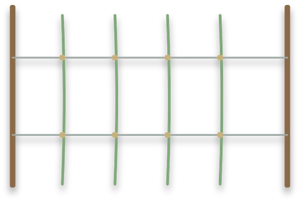 Canes tied to two horizontal wires stretched between two posts.