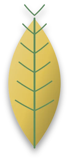 A young leaf that has turned yellow between its green veins, which stay a darker green.