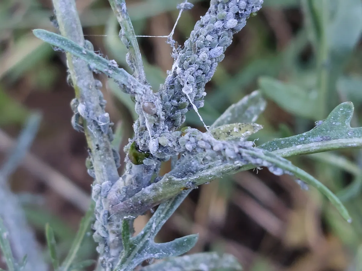A dense cluster of grey green aphids packed along the stems and leaves of a young plant.