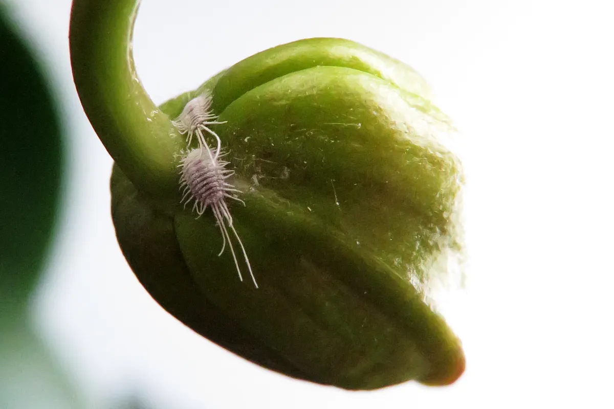 A mealybug with a white waxy coat and fine filaments sitting on a green orchid bud.