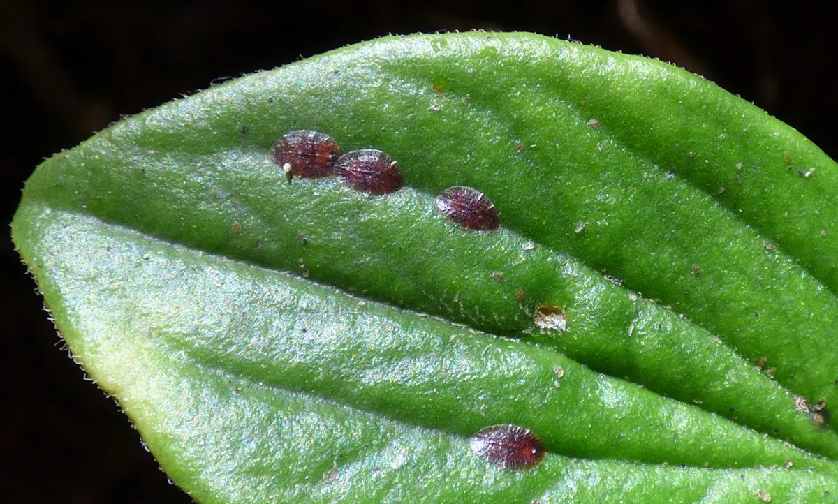 Brown scale insects scattered across the upper surface of a green peperomia leaf.