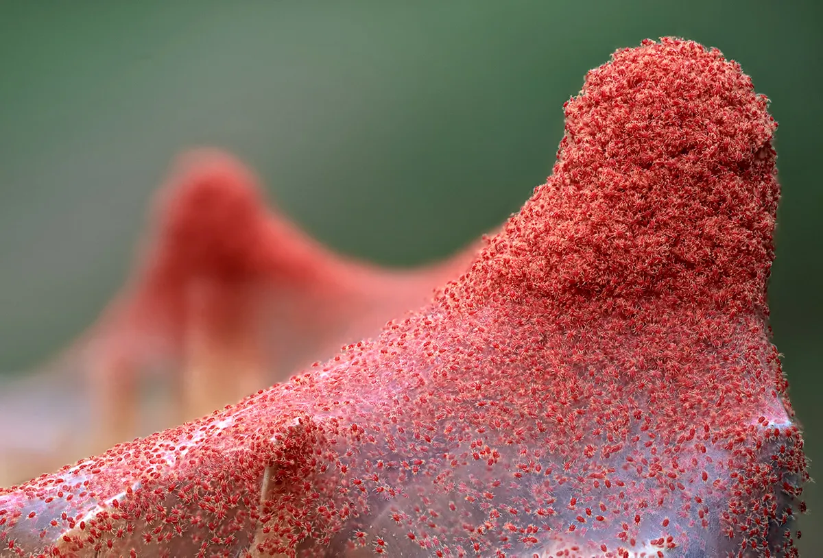 A dense swarm of tiny red spider mites clustered on the tip of a plant.