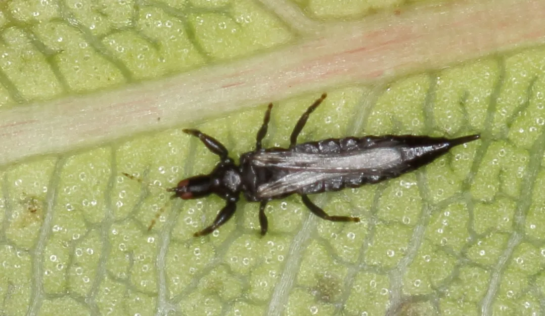 A dark adult thrips with a slim pointed body resting on a pale green leaf.