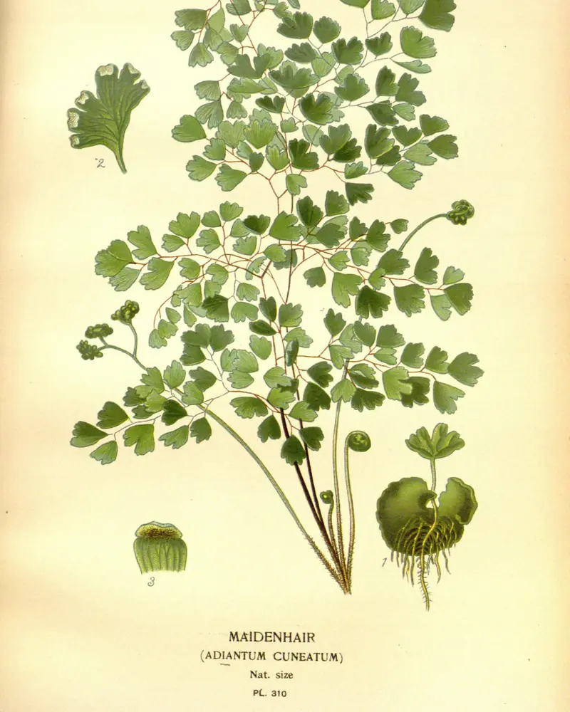 A hand coloured plate of a maidenhair fern showing arching black wiry stems and tiers of small fan shaped leaflets, with a magnified leaflet and a spore case drawn beside it.