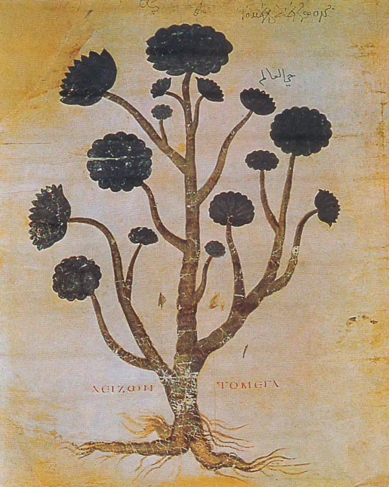 A hand painted manuscript illustration of a tree aeonium, a bare branching woody stem carrying a rosette of leaves at the tip of every branch, with the roots shown at the base and no flowers.