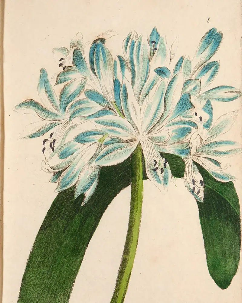 A hand coloured engraving of an agapanthus in flower, a single stout stalk carrying an open head of pale blue trumpet shaped flowers above two broad strap shaped leaves.