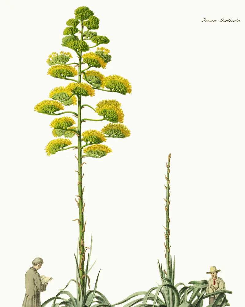 A hand coloured plate of a century plant in flower, a low rosette of long grey green spined leaves sending up a tall branched stalk tipped with clusters of yellow flowers, with a second plant not yet flowering and two small figures drawn beside it for scale.