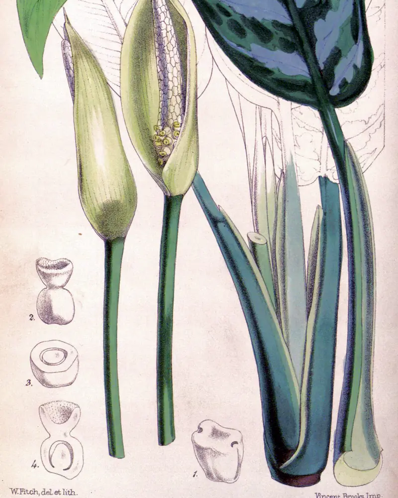 A hand coloured plate of Aglaonema commutatum showing a leaf, the spathe and dissected flower parts.