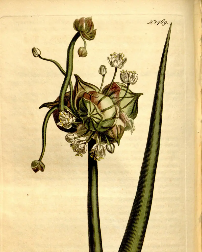 A hand coloured engraving of an onion in flower, the papery spathe split back from a rounded head of small pale flowers and young bulbils, carried above two hollow tubular leaves.