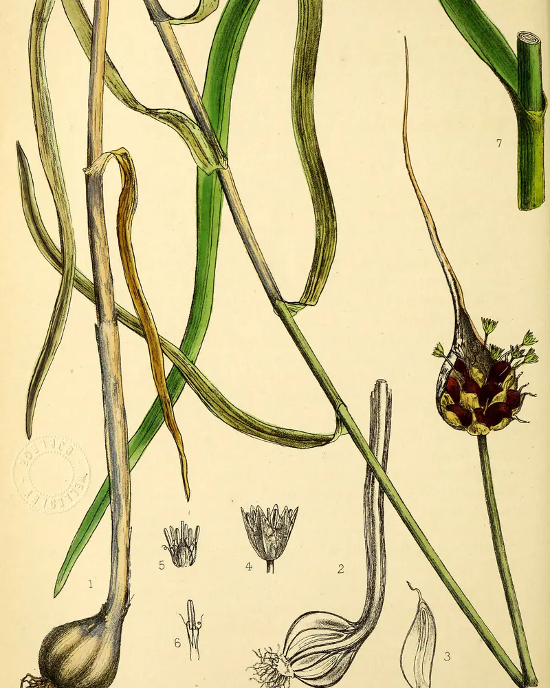 A hand coloured plate of garlic showing long flat strap shaped leaves on a leaning stem, a head of dark bulbils opening from its papery sheath, and a clove bulb with roots drawn at the foot of the plate.
