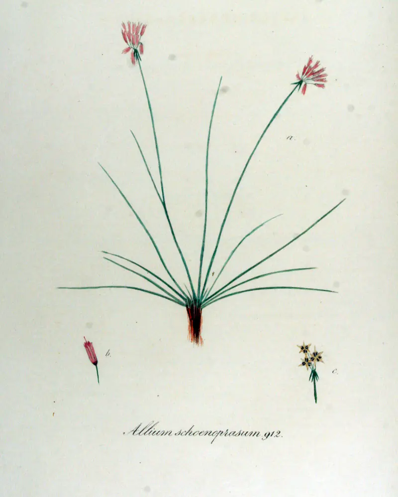 A hand coloured plate of chives in flower, a spreading tuft of slender hollow leaves with two stems each carrying a rounded pink flower head, and a single floret drawn to one side.