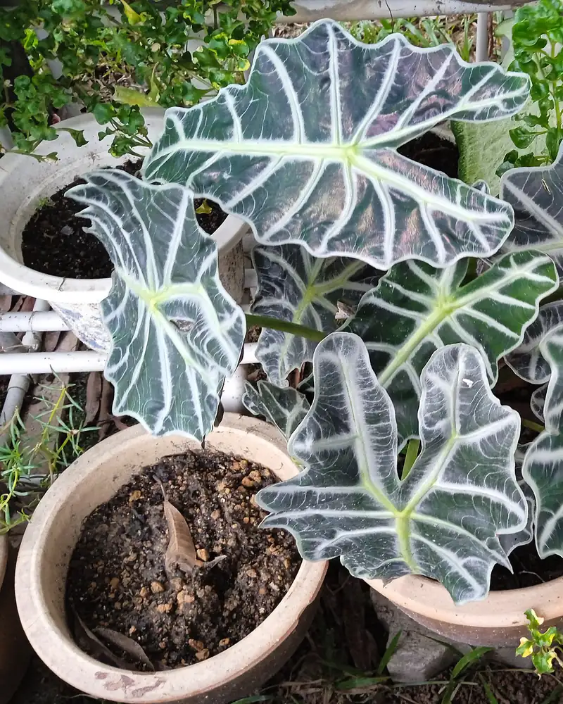 A photograph of a potted alocasia, its dark arrow shaped leaves with scalloped edges and broad white veins rising in a clump and not in flower.