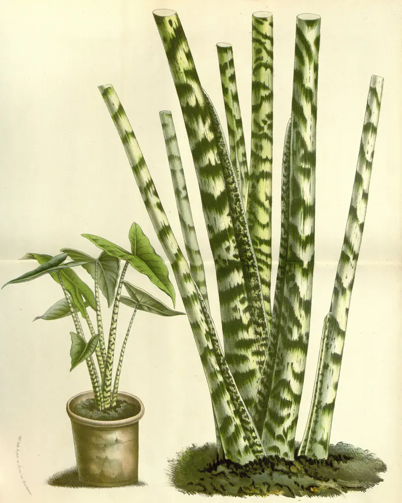 A hand coloured plate of a zebra alocasia showing tall stalks banded in dark green and cream carrying arrow shaped leaves, with the whole plant drawn again small in a pot at the side and no flowers.
