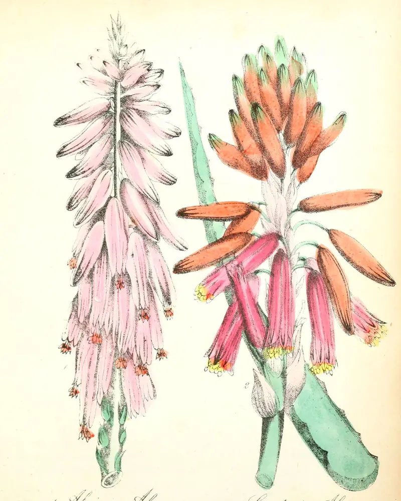 A hand coloured plate of Aloe vera in flower, with a second aloe beside it.