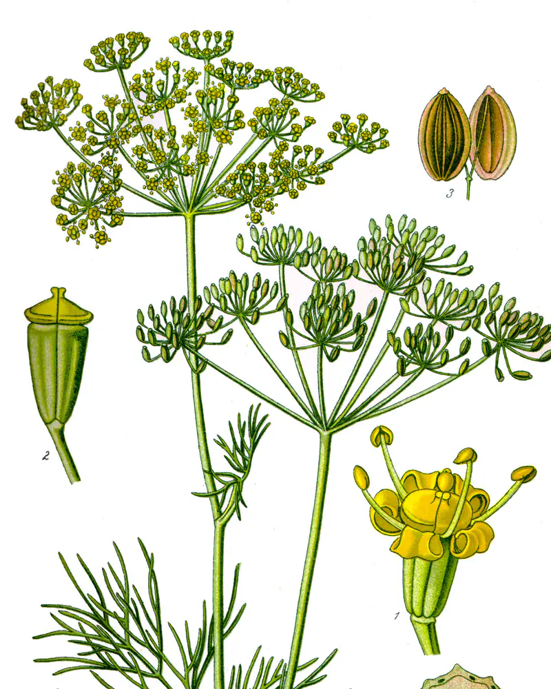 A hand coloured plate of dill in flower, feathery thread like leaves on a ribbed stem below two flat umbels of tiny yellow flowers, with a single flower and the ribbed seeds drawn larger beside it.