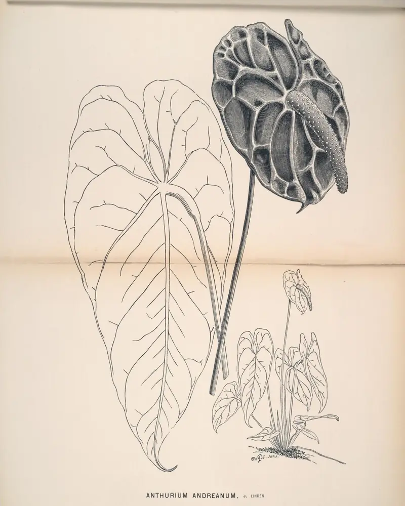 An uncoloured engraving of a flamingo flower showing one large heart shaped leaf, a single waxy spathe with its curved spadix on a long stalk, and the whole plant drawn small in leaf below.