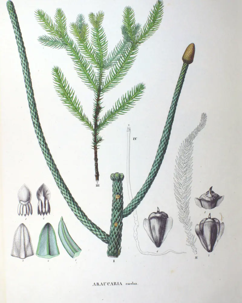 A hand coloured plate of a Norfolk Island pine showing a tiered branch of soft needle covered shoots beside two older scale clad stems, with cone scales and seeds drawn separately below.
