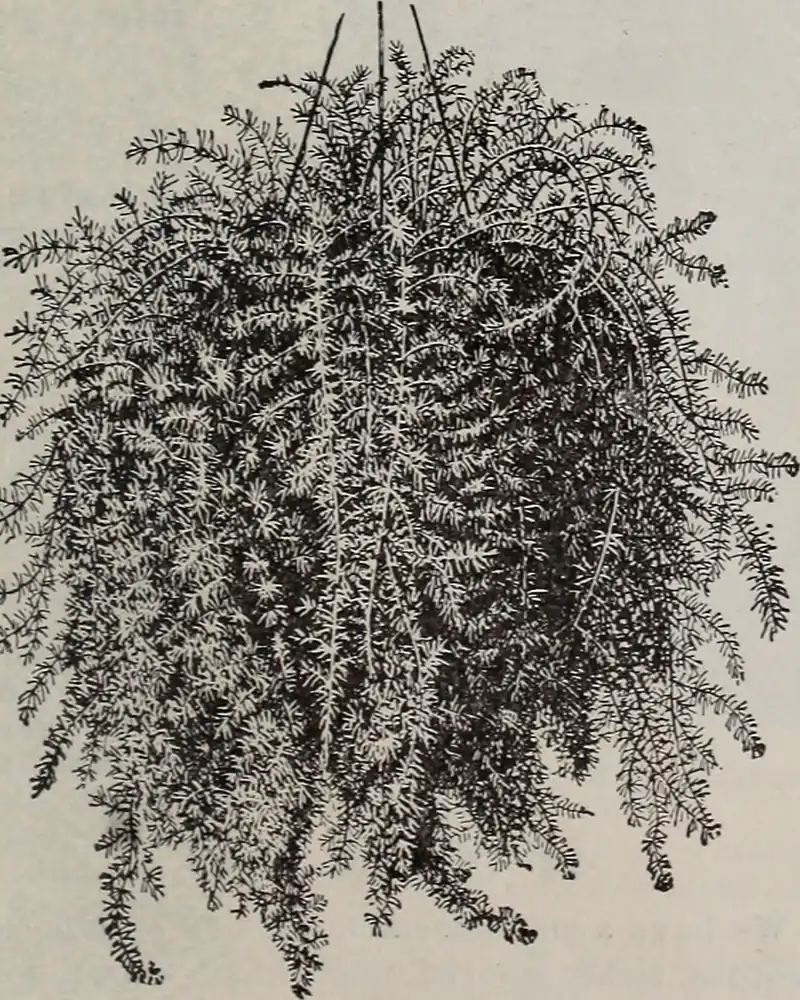 A black and white photograph of an asparagus fern in a hanging basket, its arching stems crowded with fine needle like foliage trailing well below the rim and bearing no flowers.
