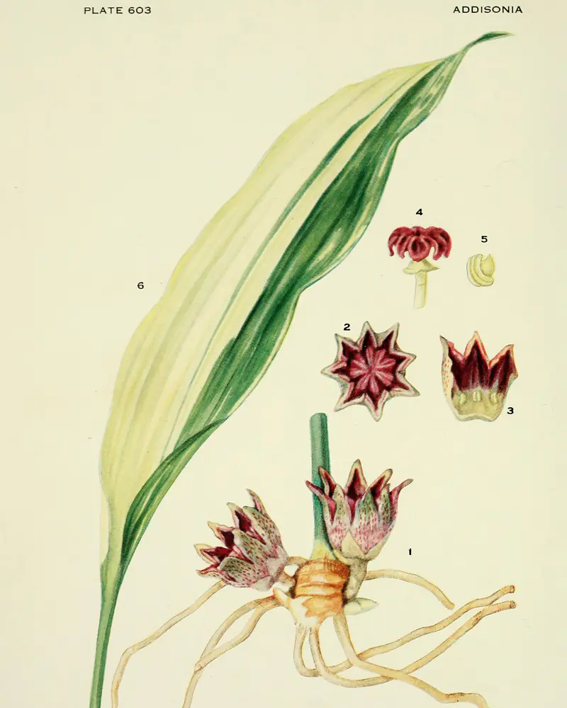 A hand coloured plate of a variegated cast iron plant, one broad strap shaped leaf striped in cream rising from a creeping root, with two dull purple flowers sitting at soil level and one of them drawn open beside them.