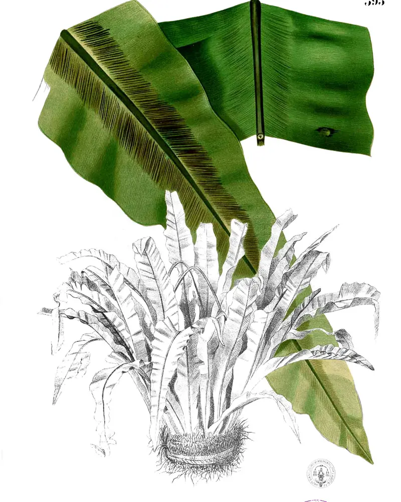 A plate of a bird's nest fern with one broad undivided frond hand coloured green and ruled with lines of spores, drawn above an engraving of the whole rosette of upright fronds.