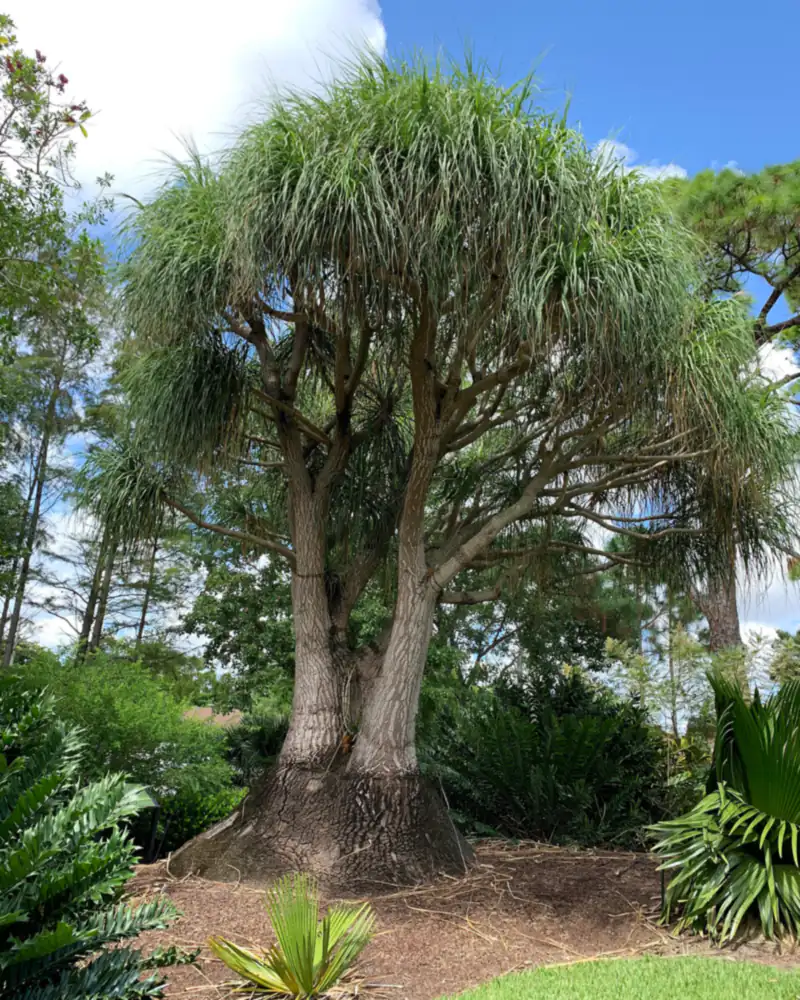 A photograph of a ponytail palm in a botanical garden, its swollen grey trunk splitting into several stems that each carry a fountain of long arching strap leaves.
