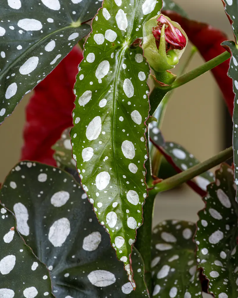 A photograph of Begonia maculata showing the asymmetric olive green leaves spotted with silver, their red undersides behind, and a tight cluster of unopened pink buds on a cane stem.