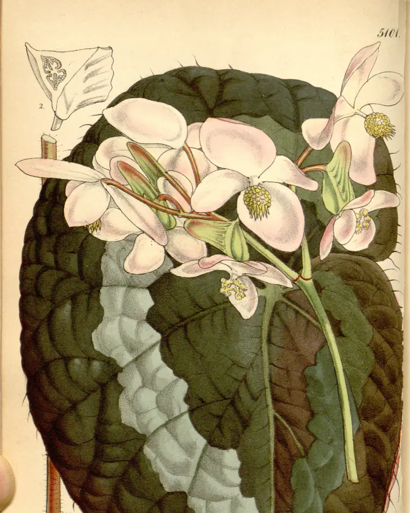 A hand coloured plate of a rex begonia in flower, showing one large puckered heart shaped leaf banded in silver over dark green, bristly red stalks rising from the rhizome and a spray of pale pink flowers held above the foliage.