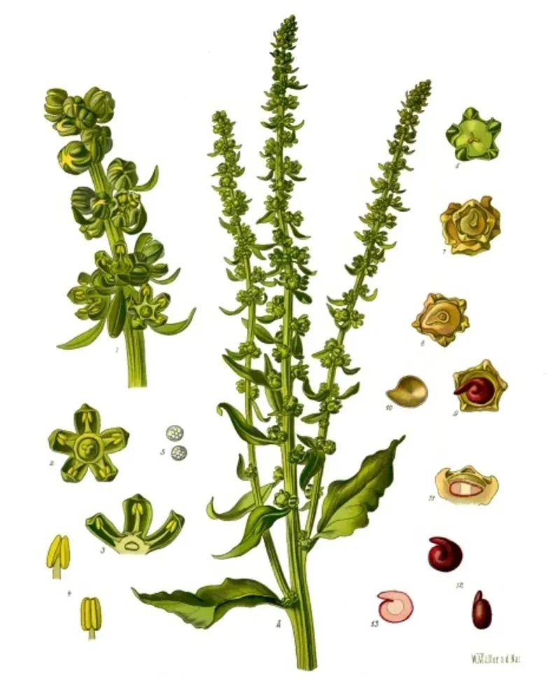 A hand coloured plate of Beta vulgaris in flower, showing broad wavy leaves at the foot of tall slender flower spikes, with the small green florets and the seed studied separately around them.