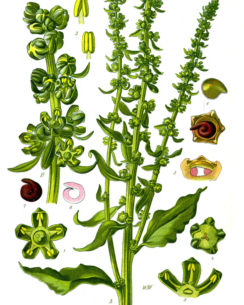 A hand coloured plate of a beetroot in flower, showing the upright ribbed stem, broad wavy edged leaves and long green flower spikes, with the florets and seed studied separately.