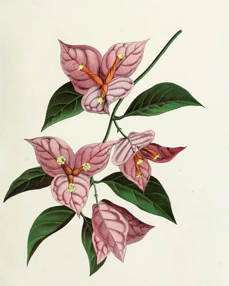 A hand coloured plate of a bougainvillea in flower, showing an arching stem of glossy pointed leaves and clusters of papery pink bracts, each cradling three small cream tubular flowers.