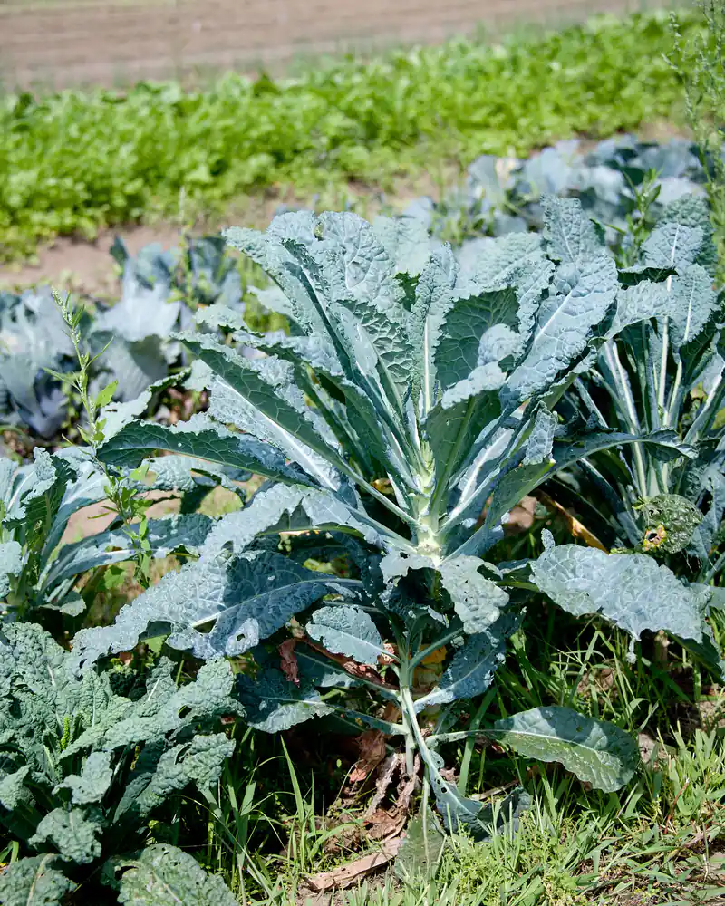 A photograph of a kale plant growing in a vegetable bed, showing the open rosette of long blue green blistered leaves rising from a short thick stem.