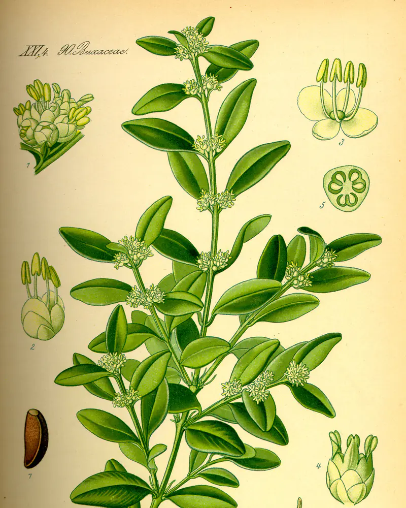 A hand coloured plate of box in flower, showing a stiff upright shoot closely set with small glossy oval leaves and tight greenish yellow flower clusters in the leaf joints, with the flower parts and seed studied separately.