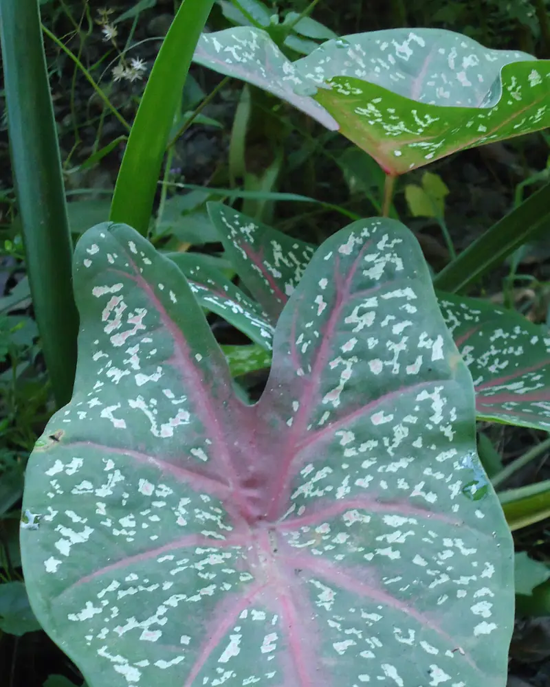 A photograph of a caladium in leaf, showing a broad arrow shaped blade of soft green flecked with white and veined in bright pink, with a second leaf behind it and no flowers.
