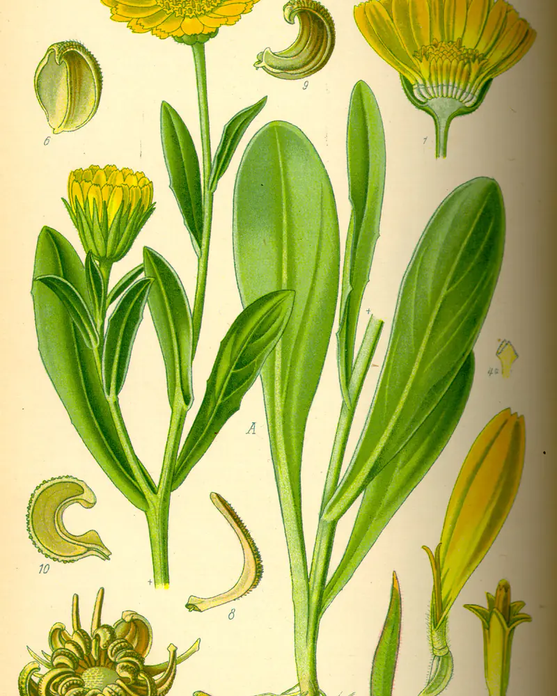 A hand coloured plate of a pot marigold in flower, showing the branching leafy stem with soft spoon shaped leaves, two open orange yellow daisy heads and the fibrous root, with the florets and curved seeds studied separately.