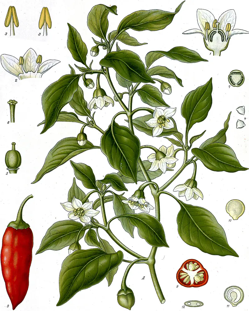 A hand coloured plate of a chilli pepper in flower, showing the branching stem with pointed oval leaves and nodding white star shaped flowers, one ripe red fruit alongside and the flower parts and seed studied separately.