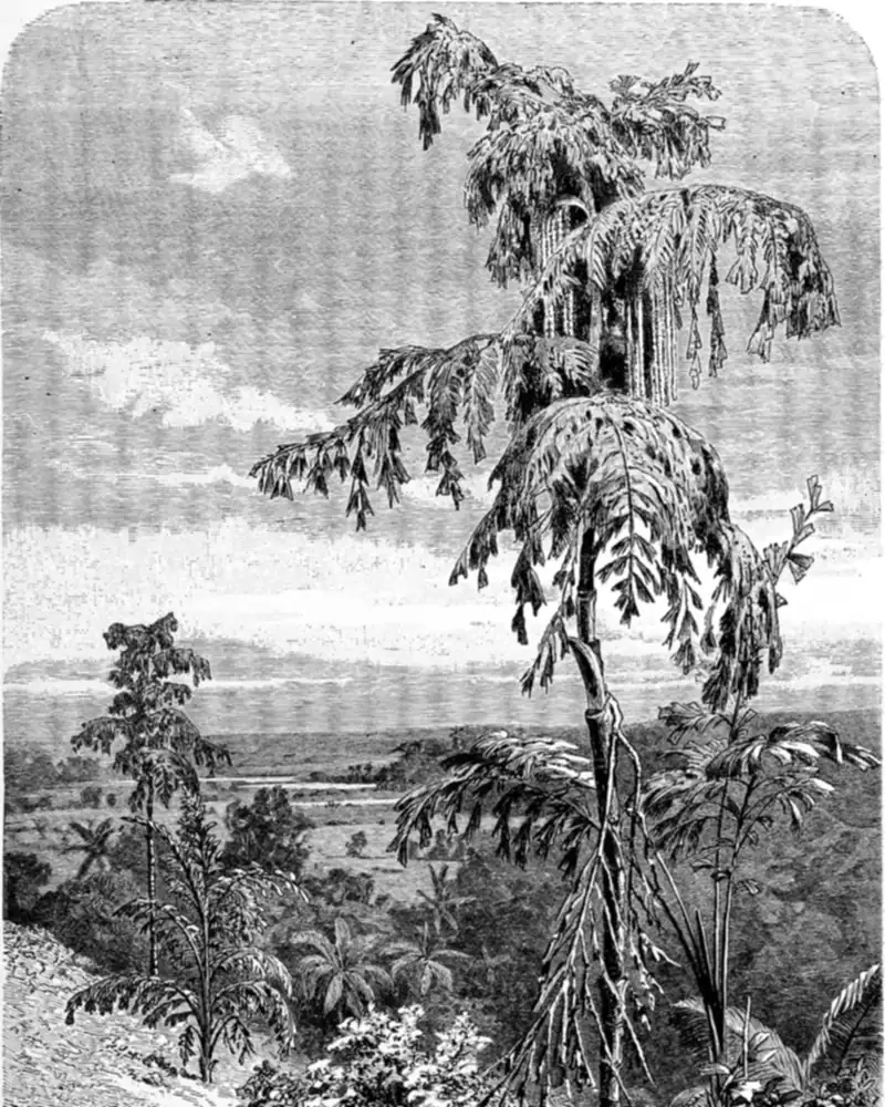 An engraving of a fishtail palm growing in the open, showing a ringed trunk carrying spreading bipinnate fronds of wedge shaped leaflets and long strands of flowers hanging from the crown.