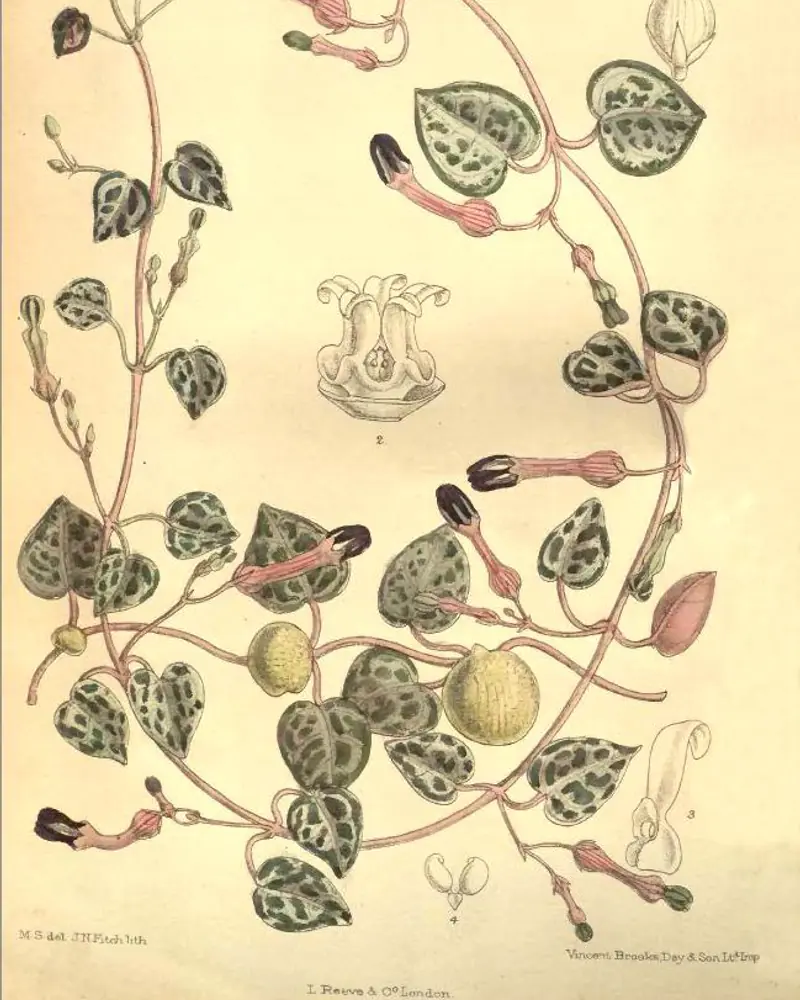 A hand coloured plate of string of hearts in flower, showing slender trailing stems strung with small heart shaped leaves marbled in silver, round tubers along the stems and narrow pink flowers opening to a dark tip.
